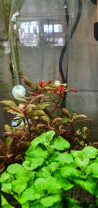 Alternanthera reineckii not doing well behind lobelia cardinalis 'wavy'