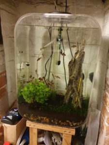 Tropical freshwater aquarium with lights off