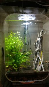 Low tech tropical freshwater aquarium