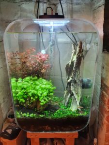 Aquarium with newly planted Cryptocoryne lutea Hobbit