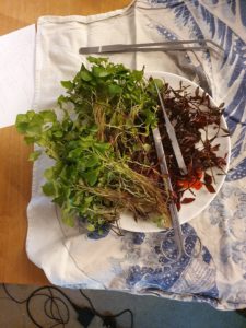 plant cuttings removed from aquarium
