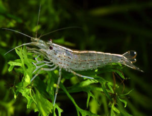 Amano shrimp (male)