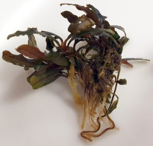 Bucephalandra caterina pot with rockwool removed