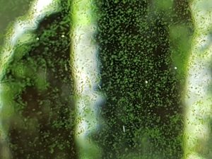Green spot algae close up