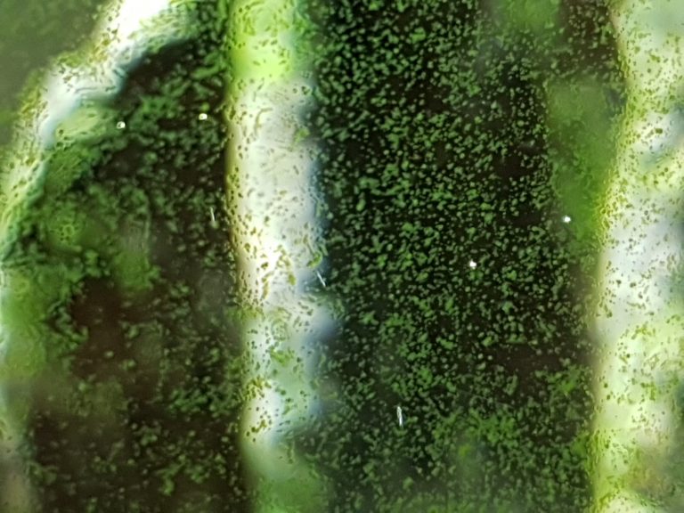 Green spot algae in the summer - 20210410 122017 768x576