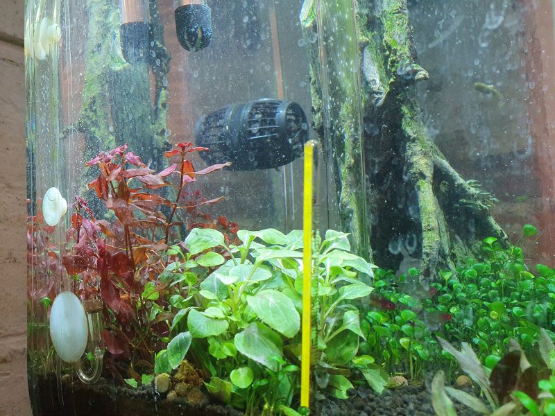 How to trim aquarium plants