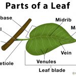 Parts of a leaf