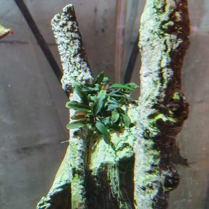 Bucephalandra caterina newly planted