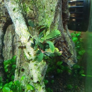 Bucephalandra caterina newly planted