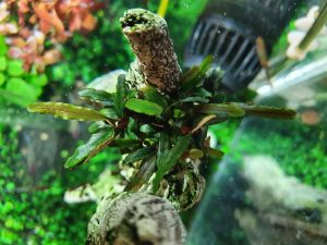 Bucephalandra caterina six weeks after planting