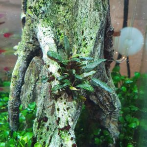 Bucephalandra caterina seven weeks after planting