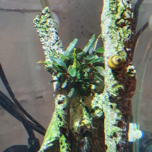 Bucephalandra caterina seven weeks after planting