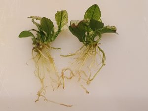 Anubias barteri nana 'Pinto' showing root system