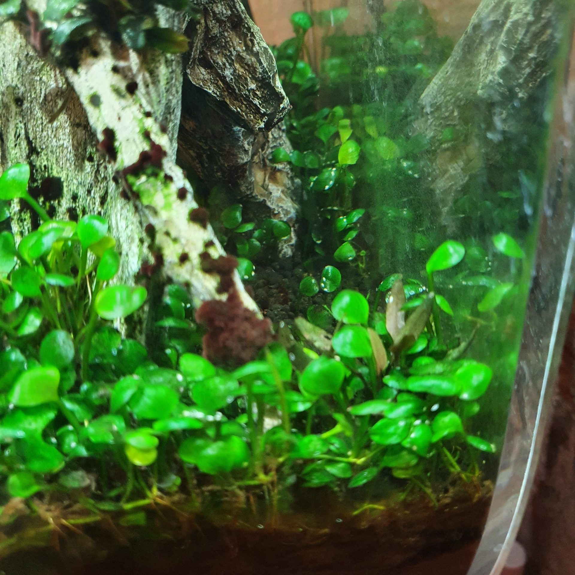 Cryptocoryne lutea 'Hobbit' - 20210522 105251 ScaleD E1621786250111