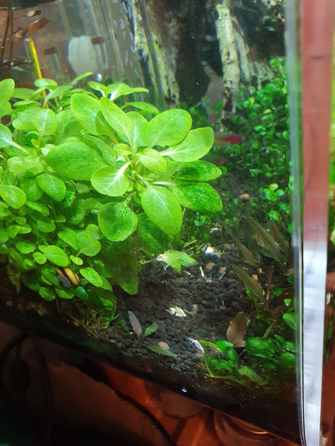 Planting Cryptocoryne lutea 'Hobbit' - 20210605 114036 1152x1536