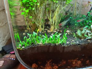 Cryptocoryne parva planted in an aquarium