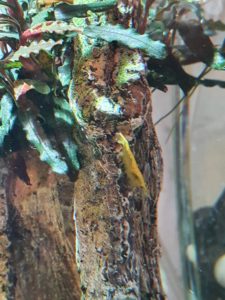 yellow goldenback shrimp