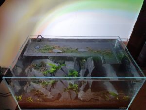 shrimp tank with emersed flowing aquaduct