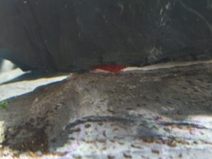 Neocaridina davidi 'Bloody Mary' shrimp