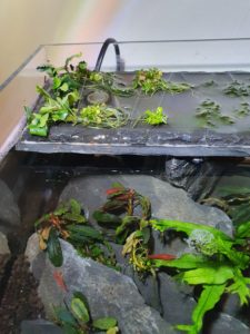 shrimp cleaning aquarium plants