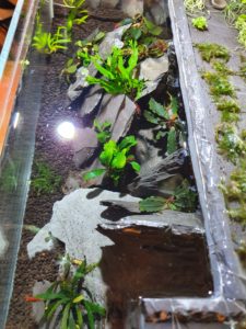new planted shrimp aquarium