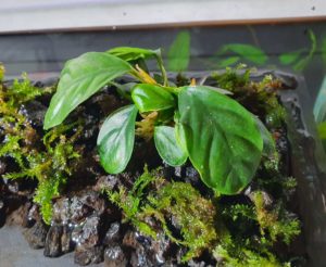 Anubias coffeefolia emersed growth