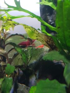juvenile bloody mary cherry shrimp next to an adult for scale