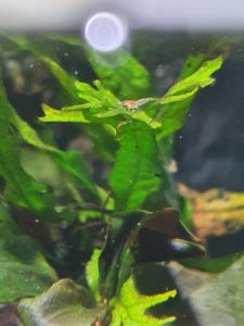 baby shrimp close up