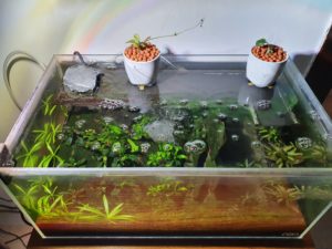 passive hydroponics pots