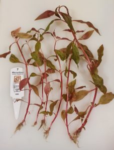 individual Alternanthera reineckii 'Rosanervig' plants