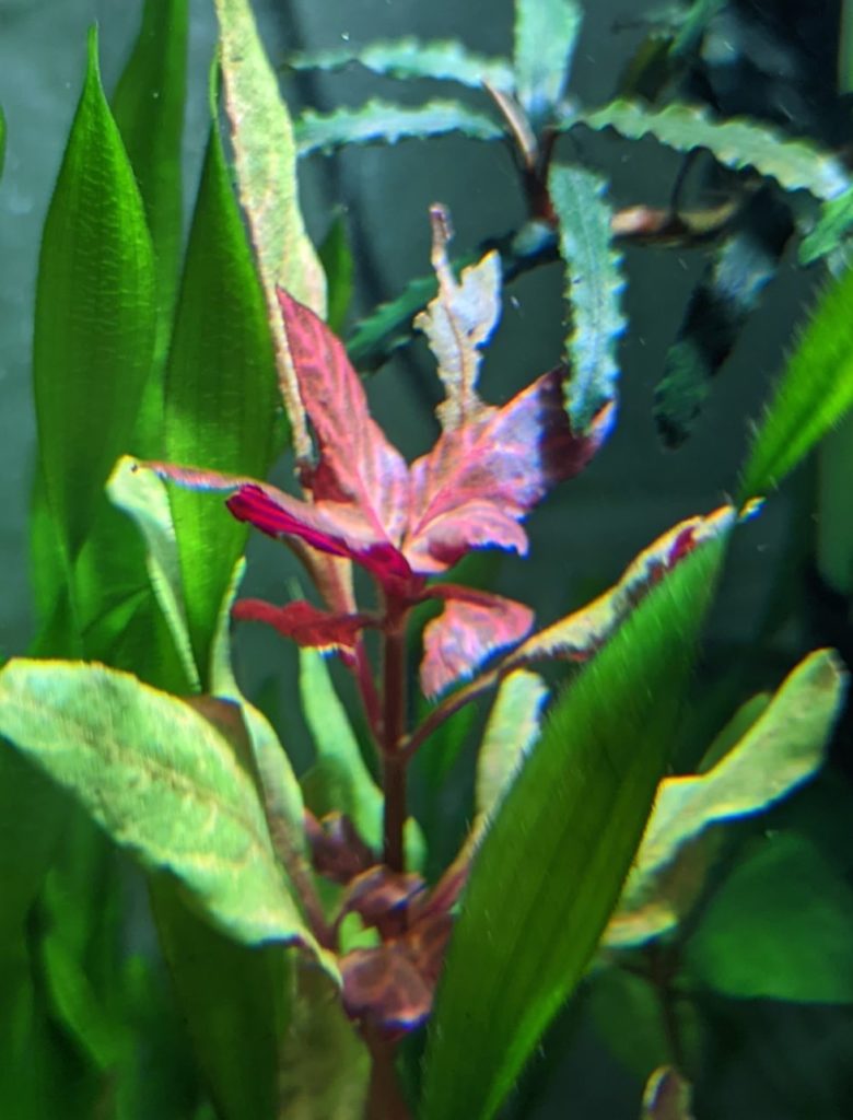 new Alternanthera reineckii 'Rosanervig' submersed growth