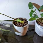 Anubias coffeefolia and gracilis