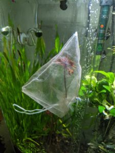 Alternanthera in 'shrimp-proof' bag