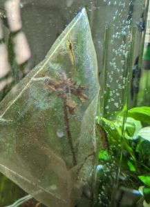 shrimp can't get to the plants because of the protective netting