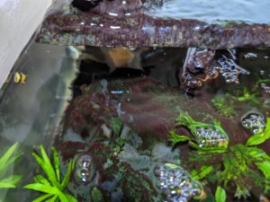 Shrimphaus infested with black beard algae