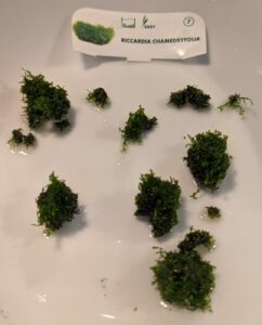 Riccardia chamedryfolia pieces