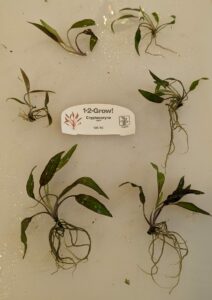 Crypt nurii in vitro plantlets