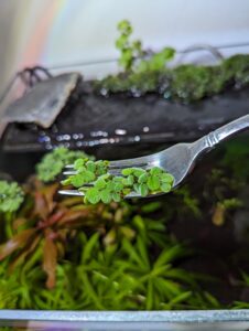 using a fork to move floating plants
