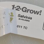 Salvinia minima label