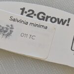 Salvinia minima label