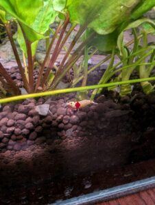 caridina closeup