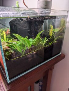 caridina shrimp under plants