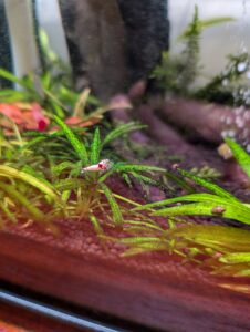 caridina shrimp