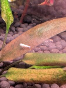 baby white caridina shrimp