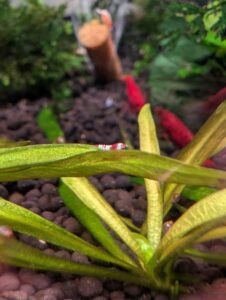 baby striped caridina shrimp