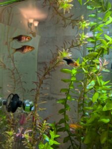 Purple harlequin rasboras