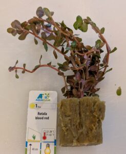 Rotala 'blood red' in rockwool