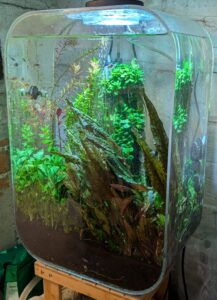 Rotala 'blood red' after 10 weeks