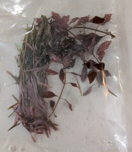 Rotala 'blood red SG' from ebay