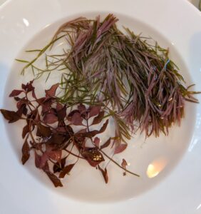 Rotala 'blood red SG' and mystery bonus stems